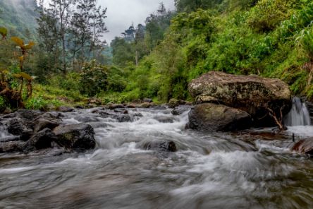 Von Wald gesäumter Fluss