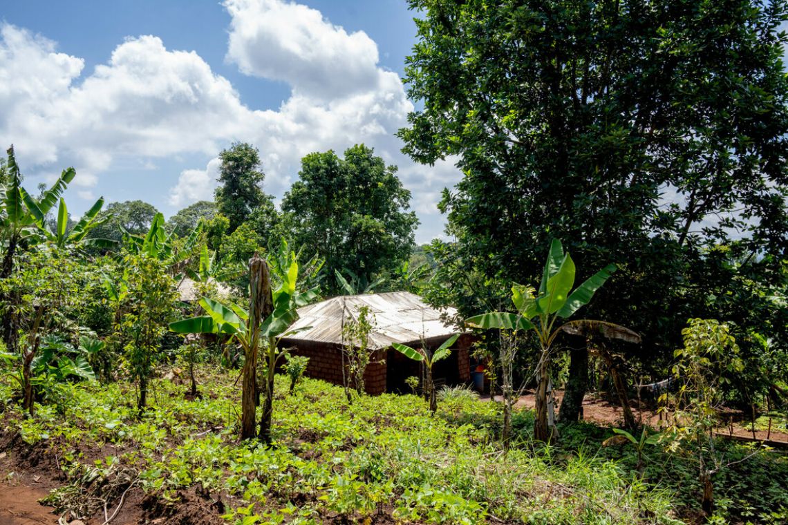 Hütte zwischen Bananenstauden