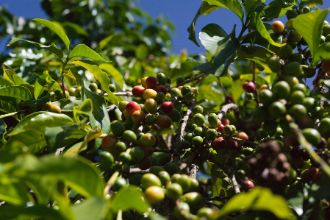 Kaffeekirschen am Strauch